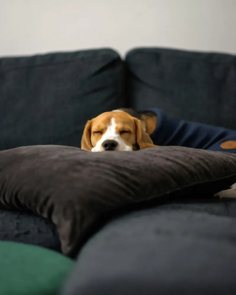 cane beagle carta hahnemühle da animal story home