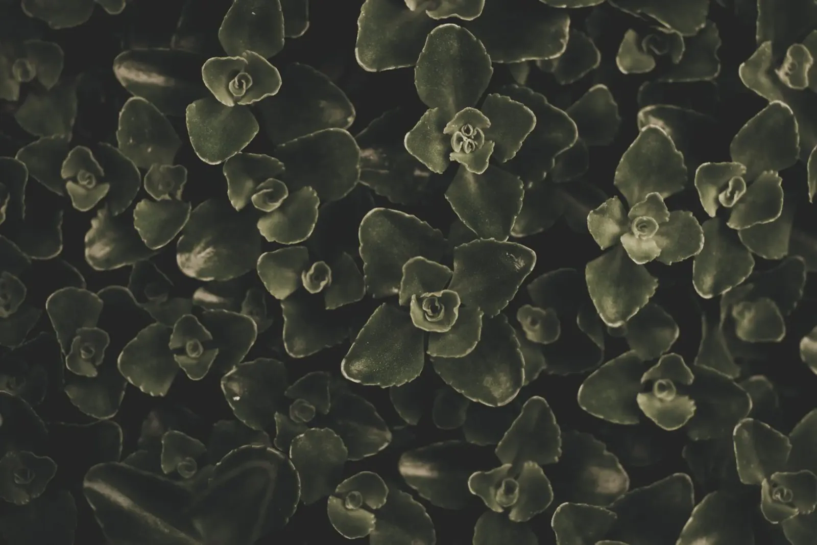 Studio botanico scuro alluminio dibond da PhotoVibe Decor