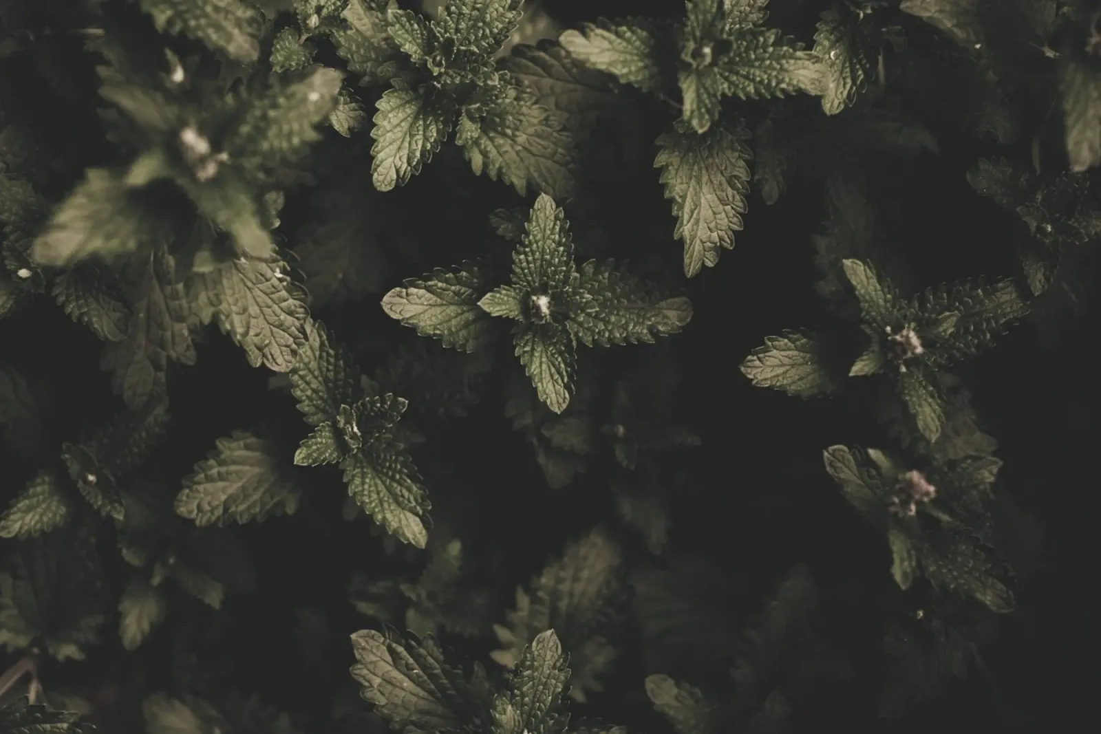 Studio botanico scuro alluminio dibond da PhotoVibe Decor