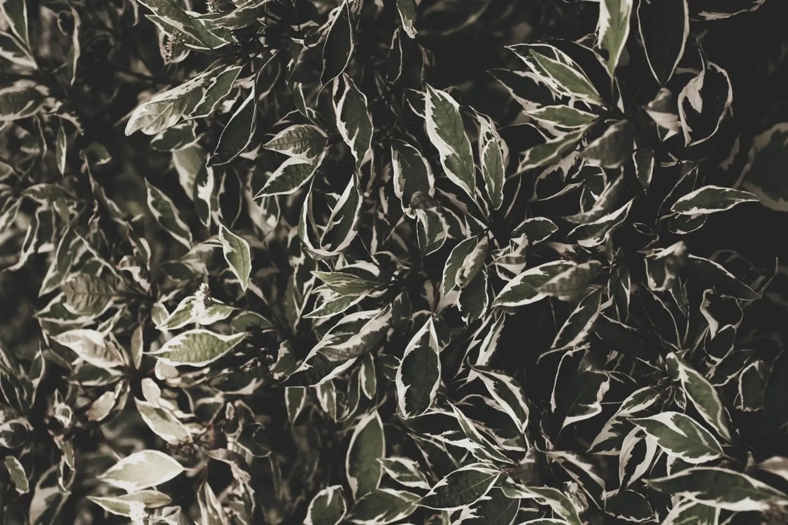 Studio botanico scuro alluminio dibond da PhotoVibe Decor