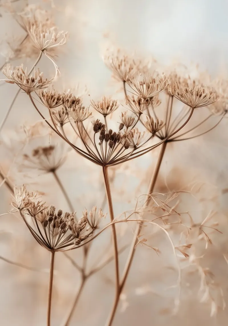 Minimalist Botanical Print – Dried Wild Fennel Stems pellicola backlit da Vela Luna