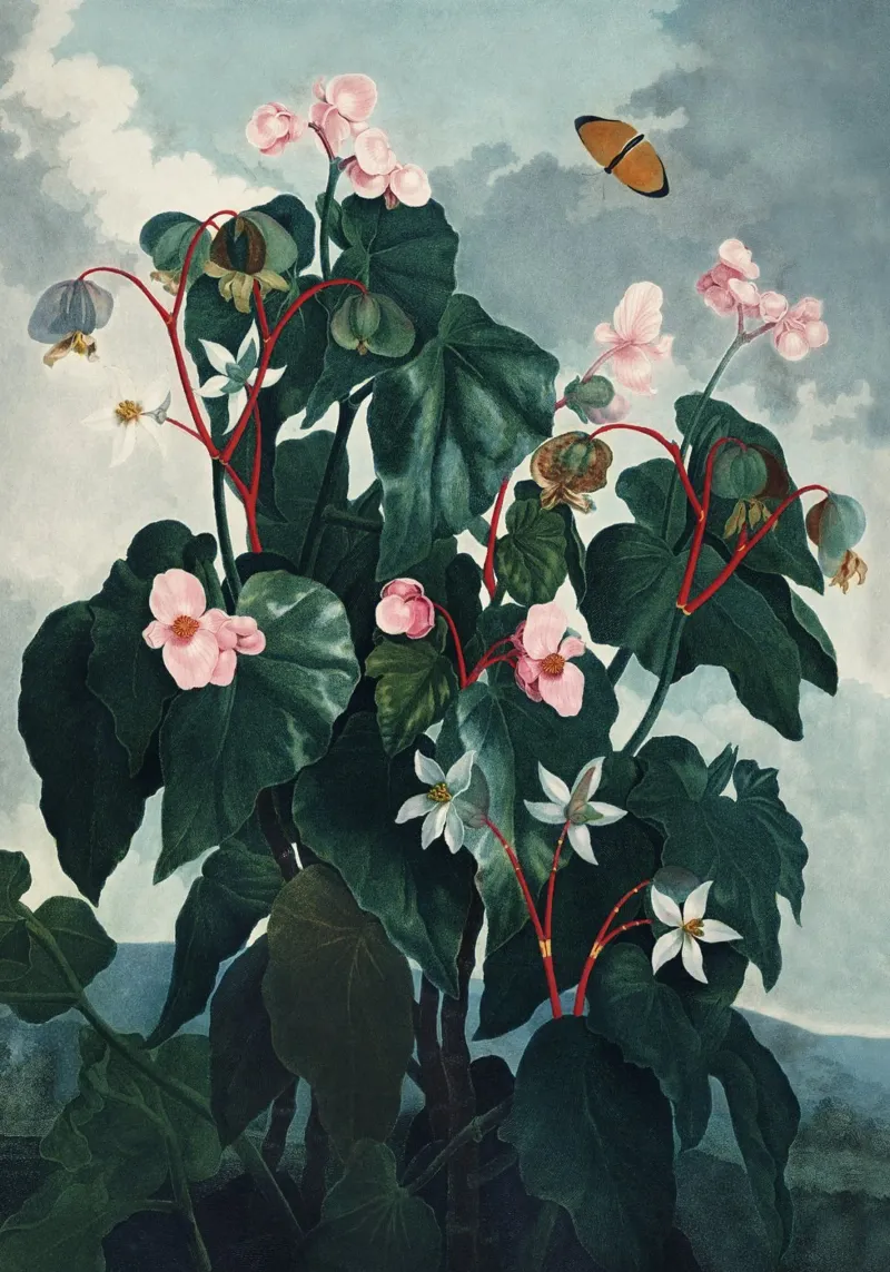 Vintage Thornton 4 Oblique Begonia pellicola backlit da Vintage Print Collection