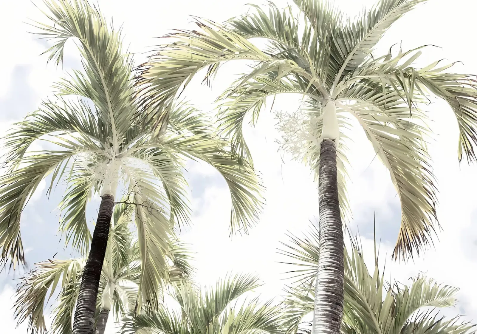 palme cielo tropicale lasciare tela con Cornice a cassetta da Jennifer R Spyhalski