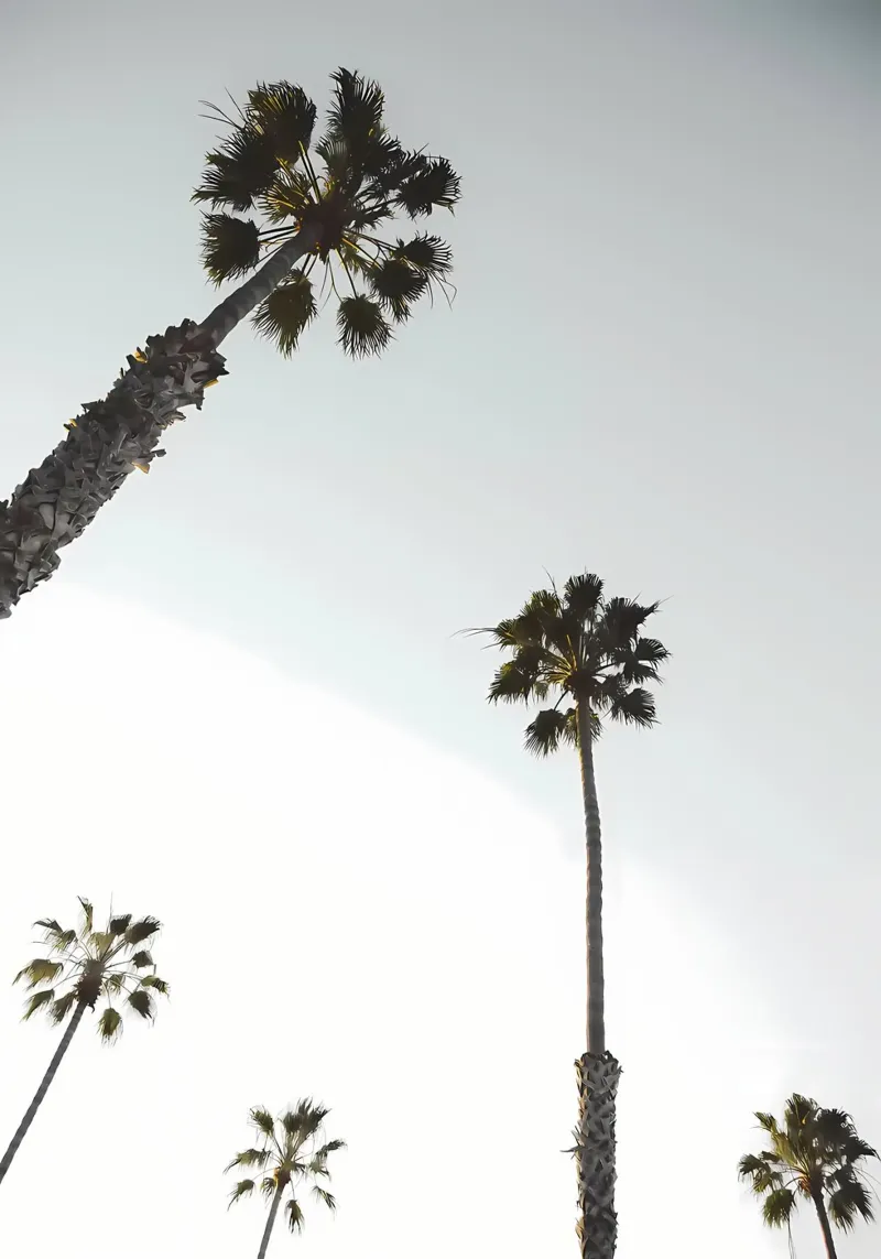 palm trees sky tall trees nature canvas by Jennifer R Spyhalski