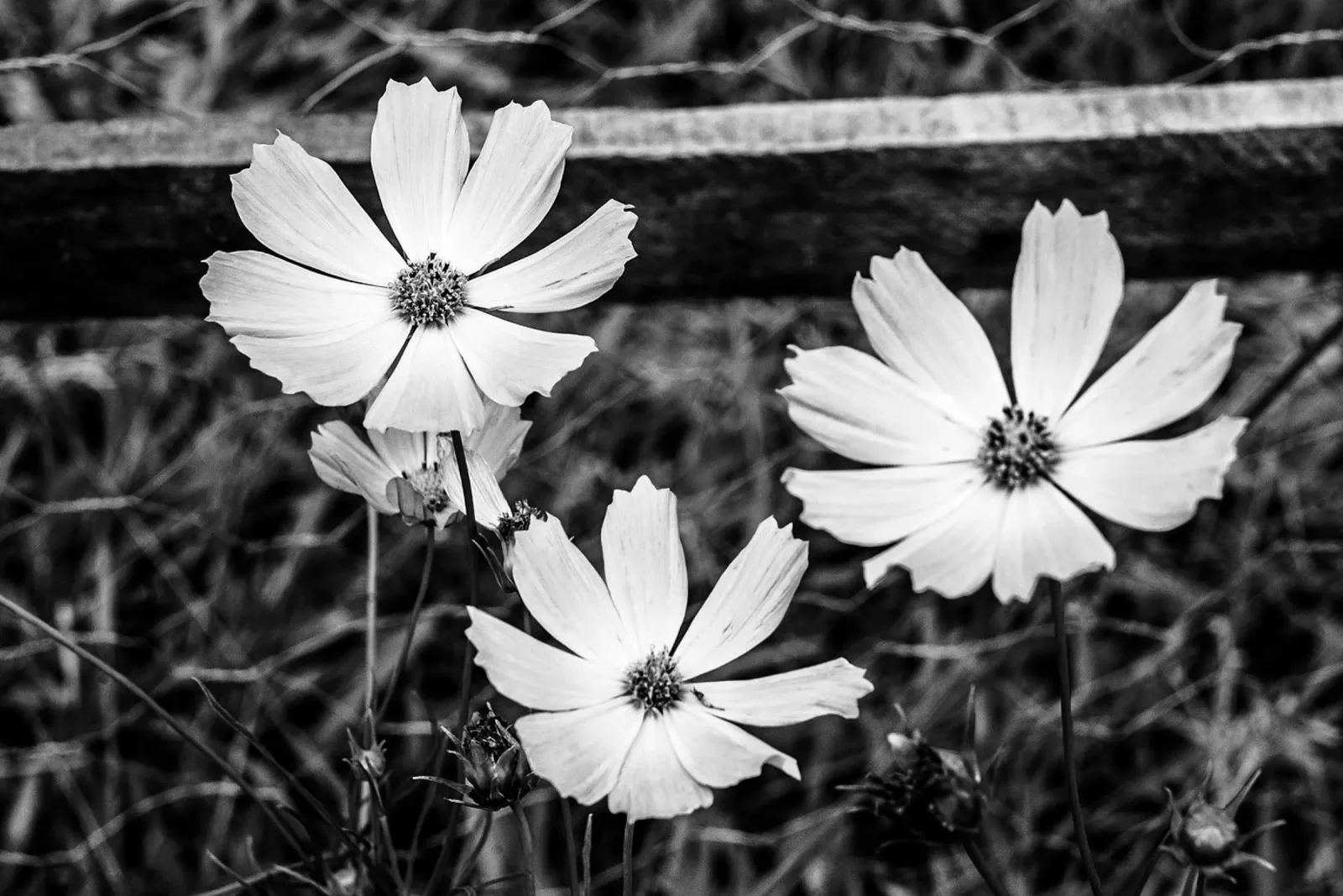 Cosmos Flowers BW canvas by adrianooliveiraphoto