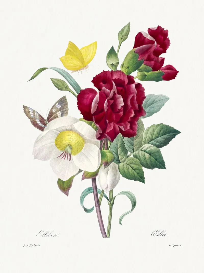 Hellebore and Oeillet poster con telaio in alluminio da vintageshop
