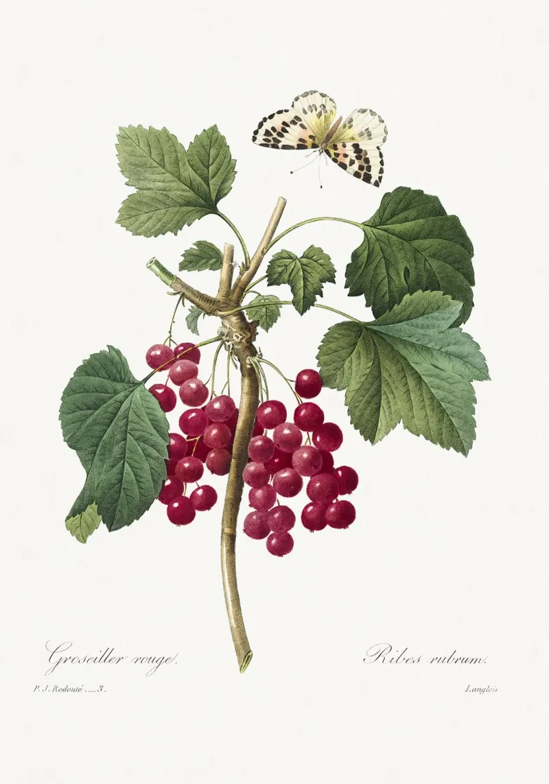 Red Currant pellicola backlit da vintageshop
