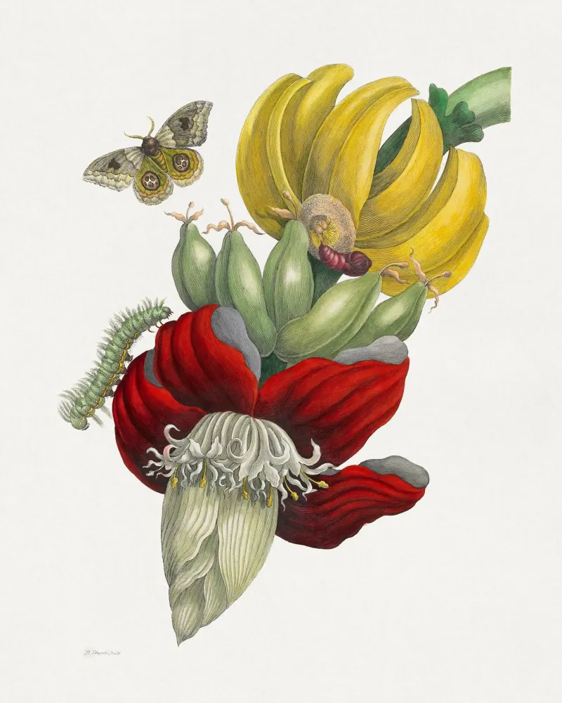 Inflorescence of Banana pellicola backlit da vintageshop