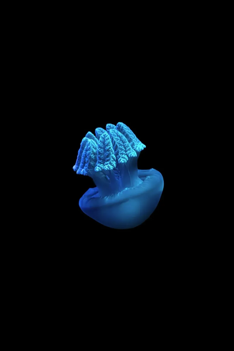 blue jellyfish alu-dibond by Earthly Visions