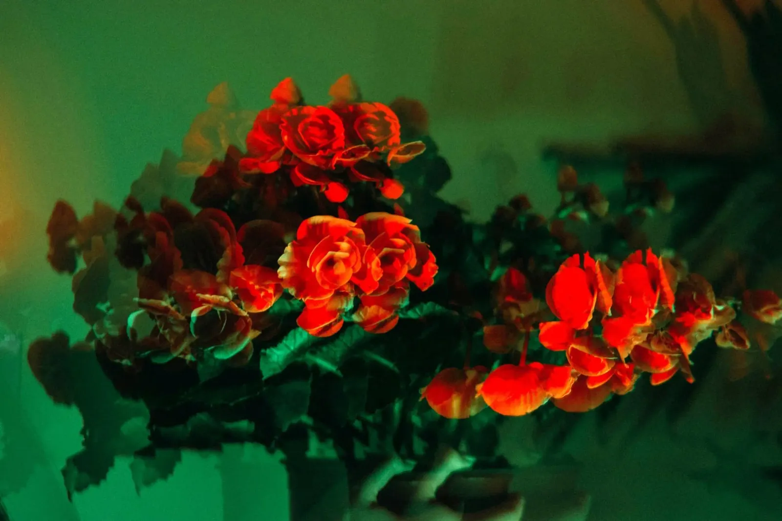 bouquet di fiori pellicola backlit da Earthly Visions