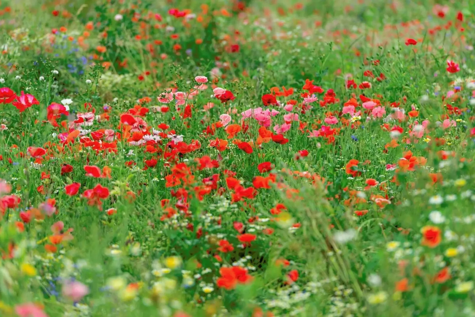 Wild Red Pink Poppyfield Leinwand von Curious Collections by Marielle Leenders