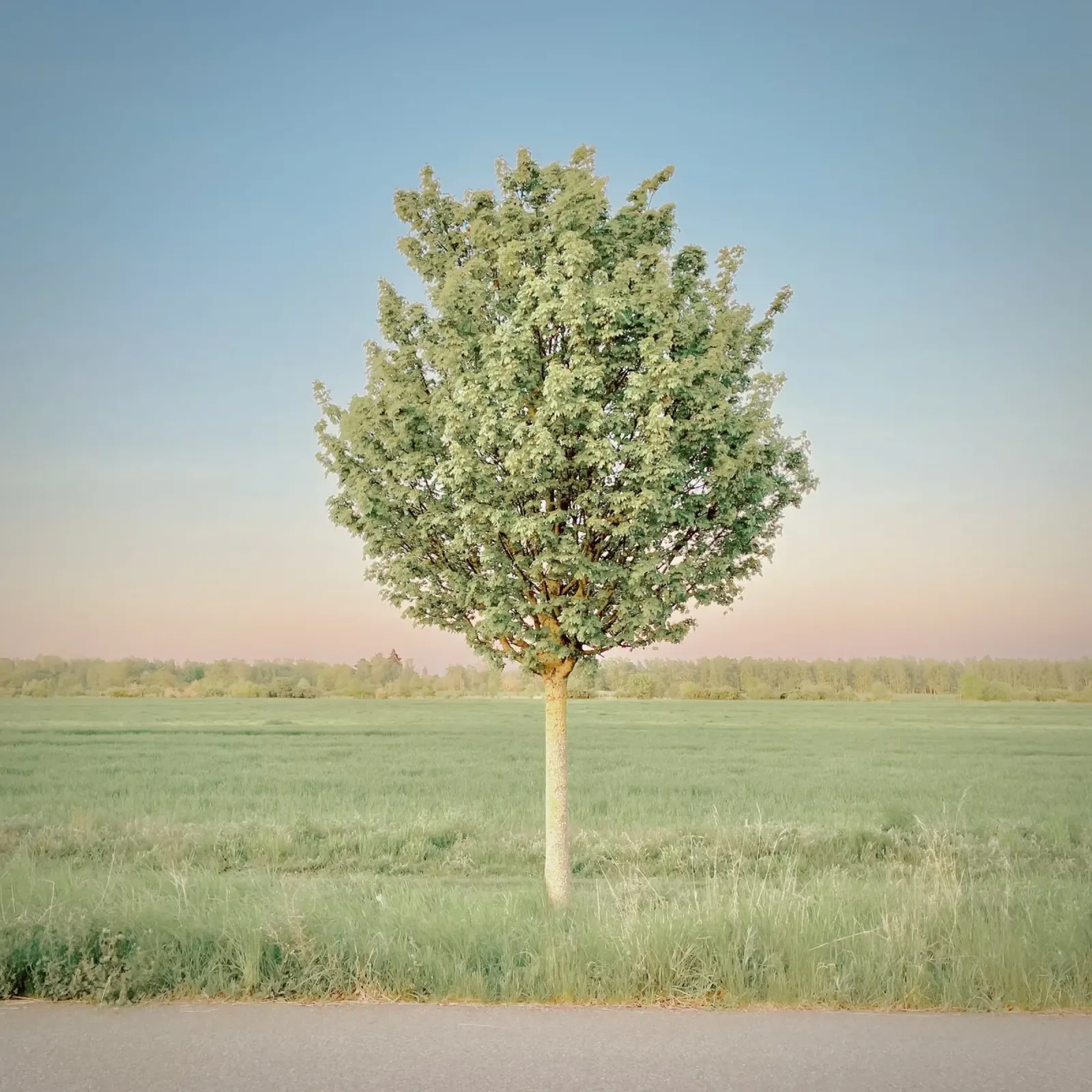Spring Tree canvas by KISSA STUDIO