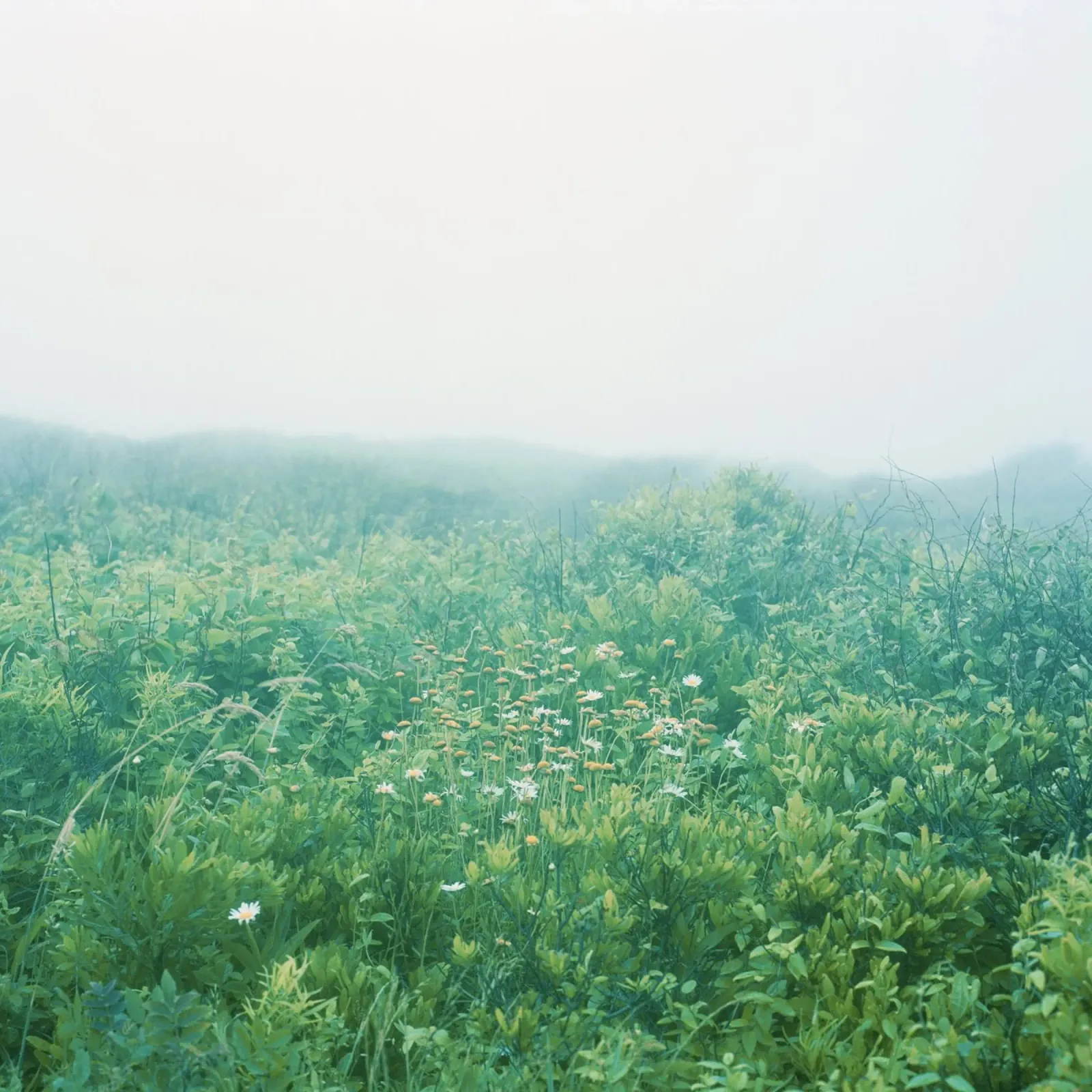 Spring Field canvas by KISSA STUDIO