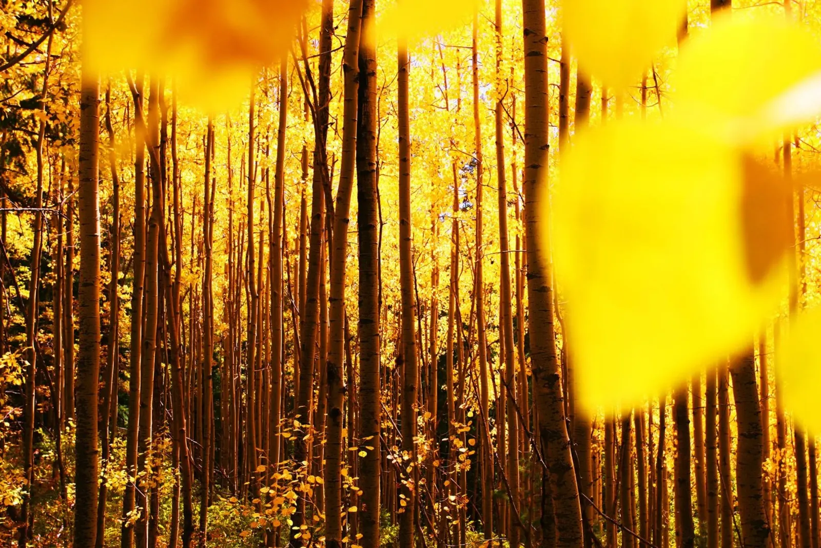 Nella foresta poster da PhotoVibe Decor