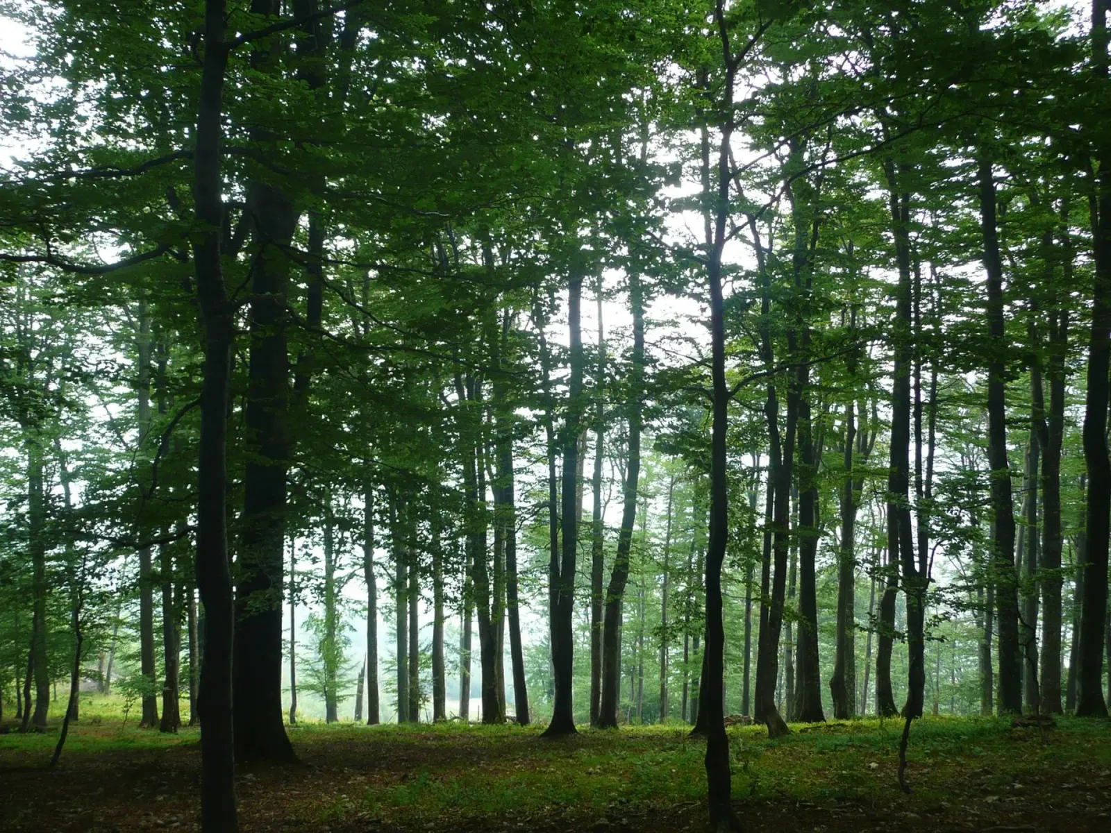 Nella foresta carta hahnemühle da PhotoVibe Decor