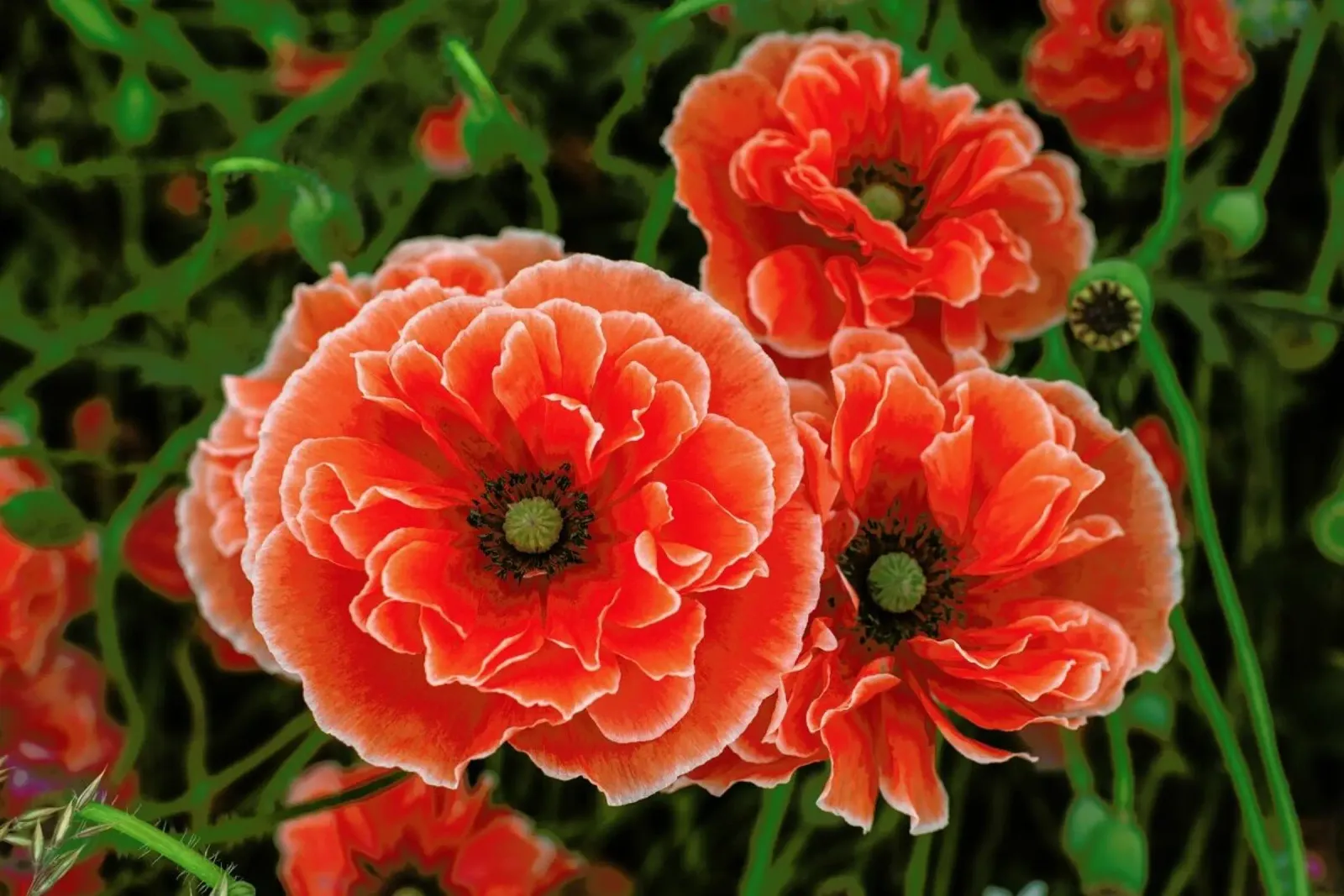 Red White Edge Poppy pellicola backlit da Curious Collections by Marielle Leenders