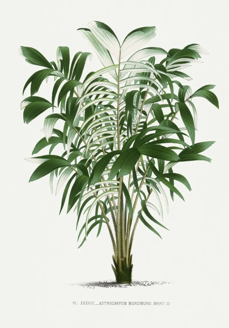 tree illustration pellicola backlit da vintageshop