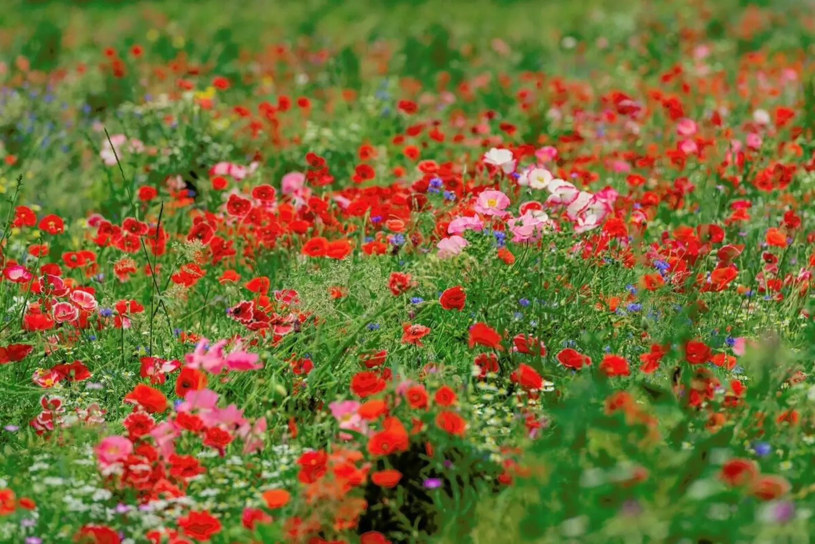 Mixed Poppy Landscape pellicola backlit da Curious Collections by Marielle Leenders