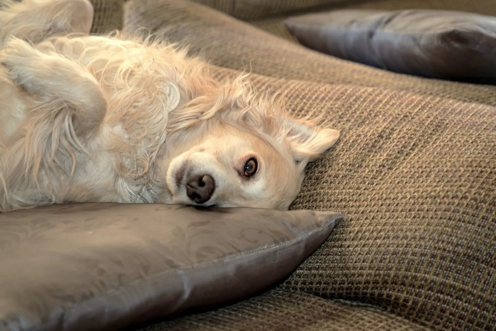 dog relaxation poster with aluminum frame by animal story home