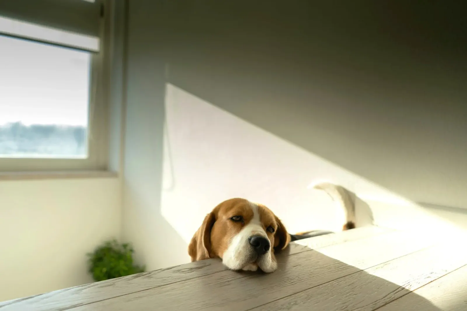 beagle window sunlight canvas by animal story home