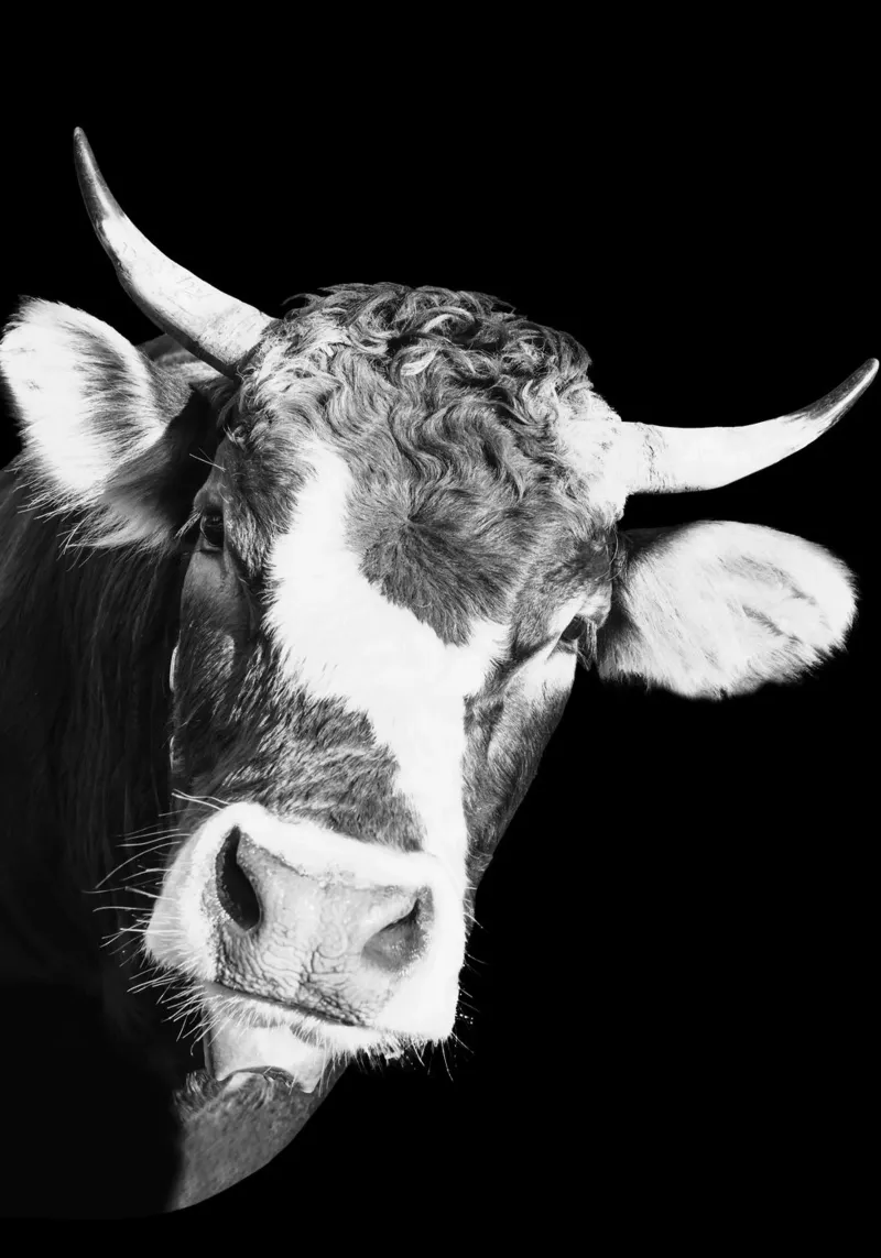 Dark Cow Vibes carta hahnemühle da DigiWunderwerk