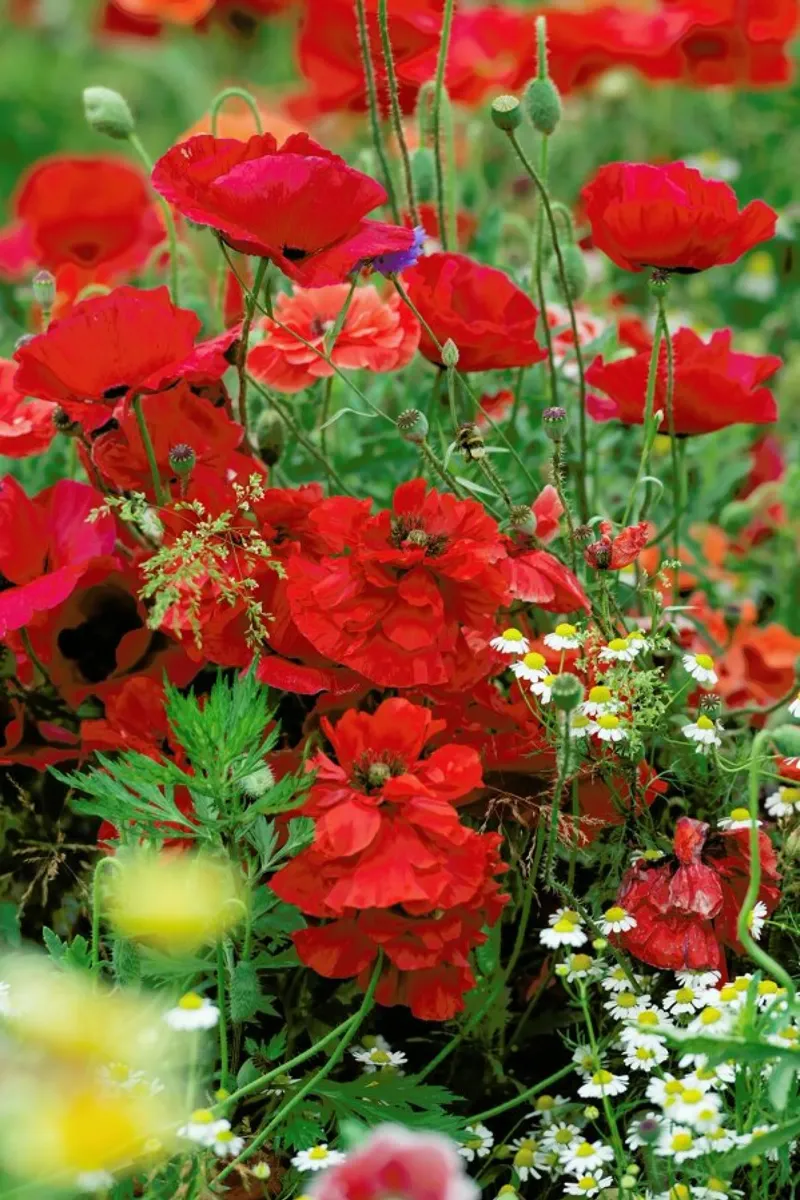 Romantic Red Poppybouquet pellicola backlit da Curious Collections by Marielle Leenders