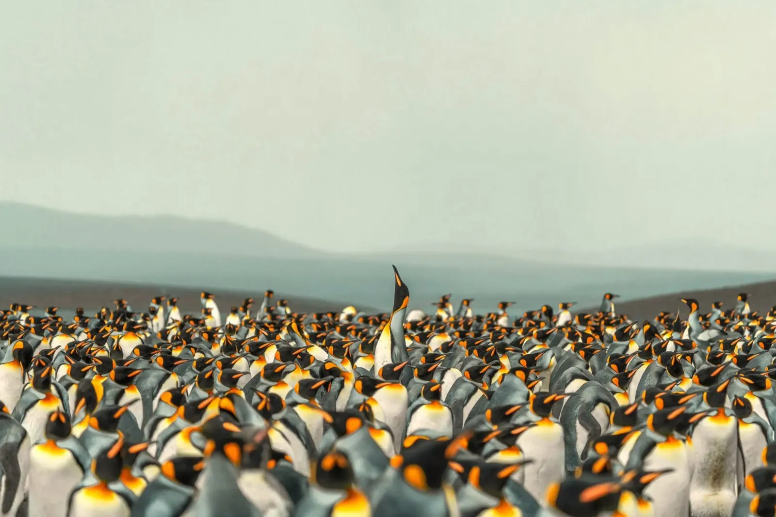 colonia de pingüinos lienzo de Earthly Visions