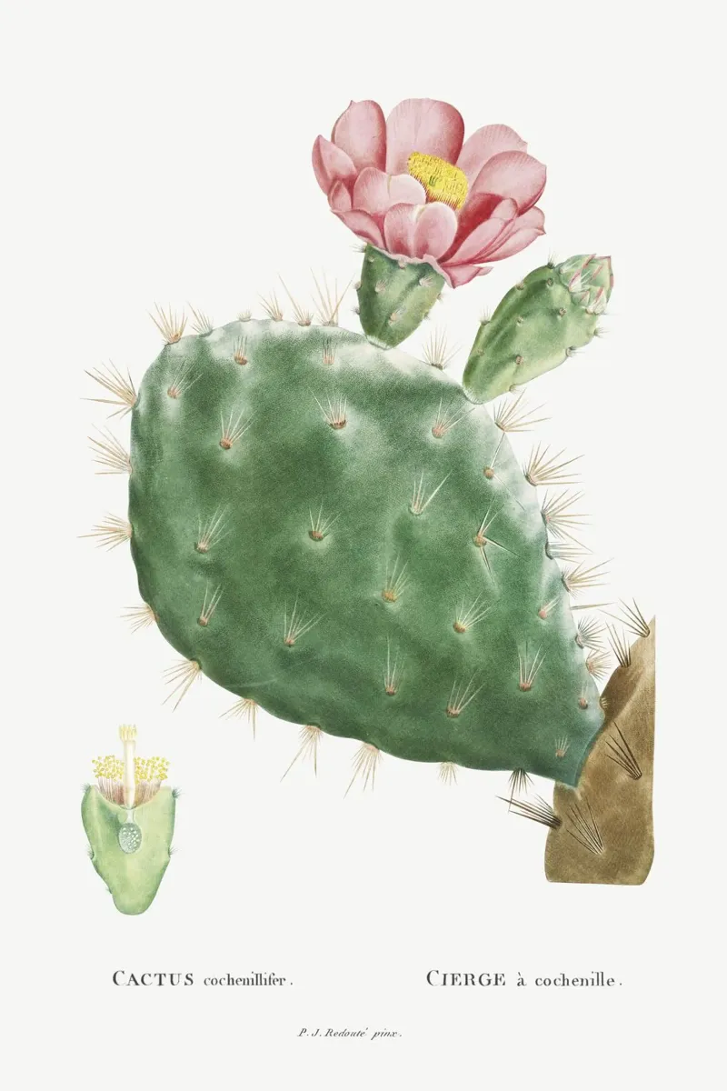 Cactus Cochenillifer pellicola backlit da vintageshop