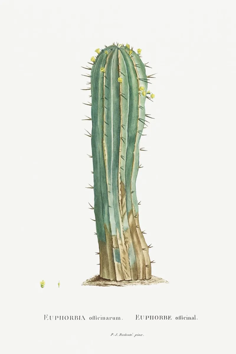 Euphorbia Officinarum tela da vintageshop