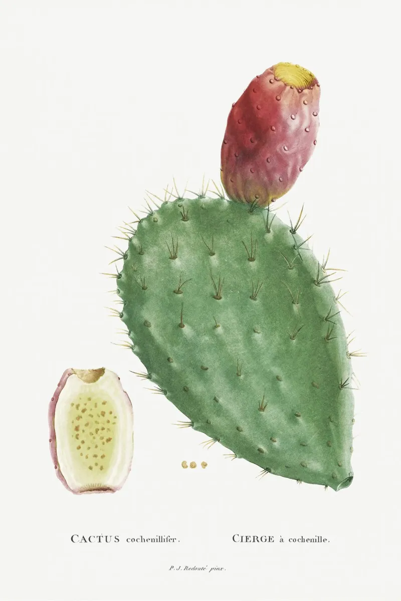 Cactus Cochenillifer pellicola backlit da vintageshop
