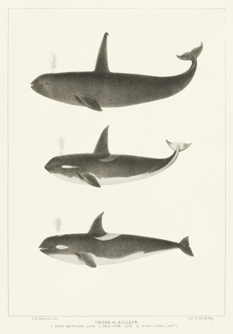 Orca or Killer whale pellicola backlit da vintageshop