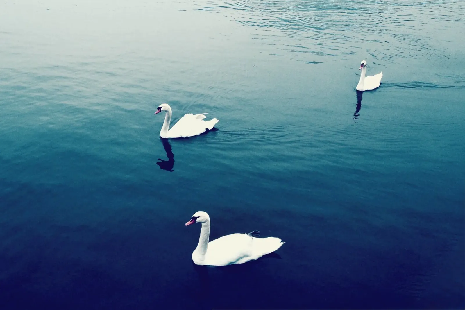 Schwanenfamilie auf dem See Hahnemühle von KISSA STUDIO