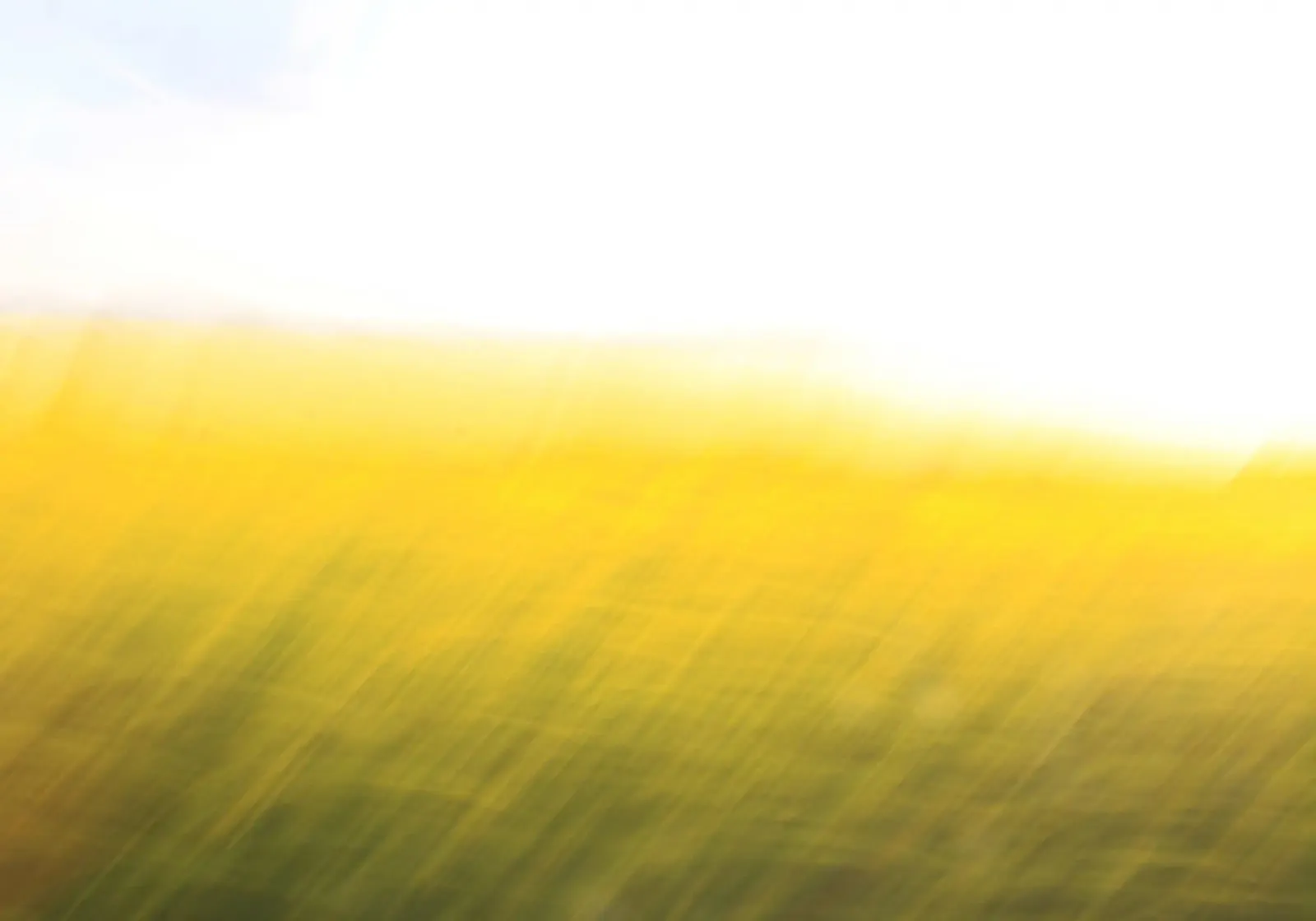 Fields Of Gold 06 alluminio dibond da steffi photographer