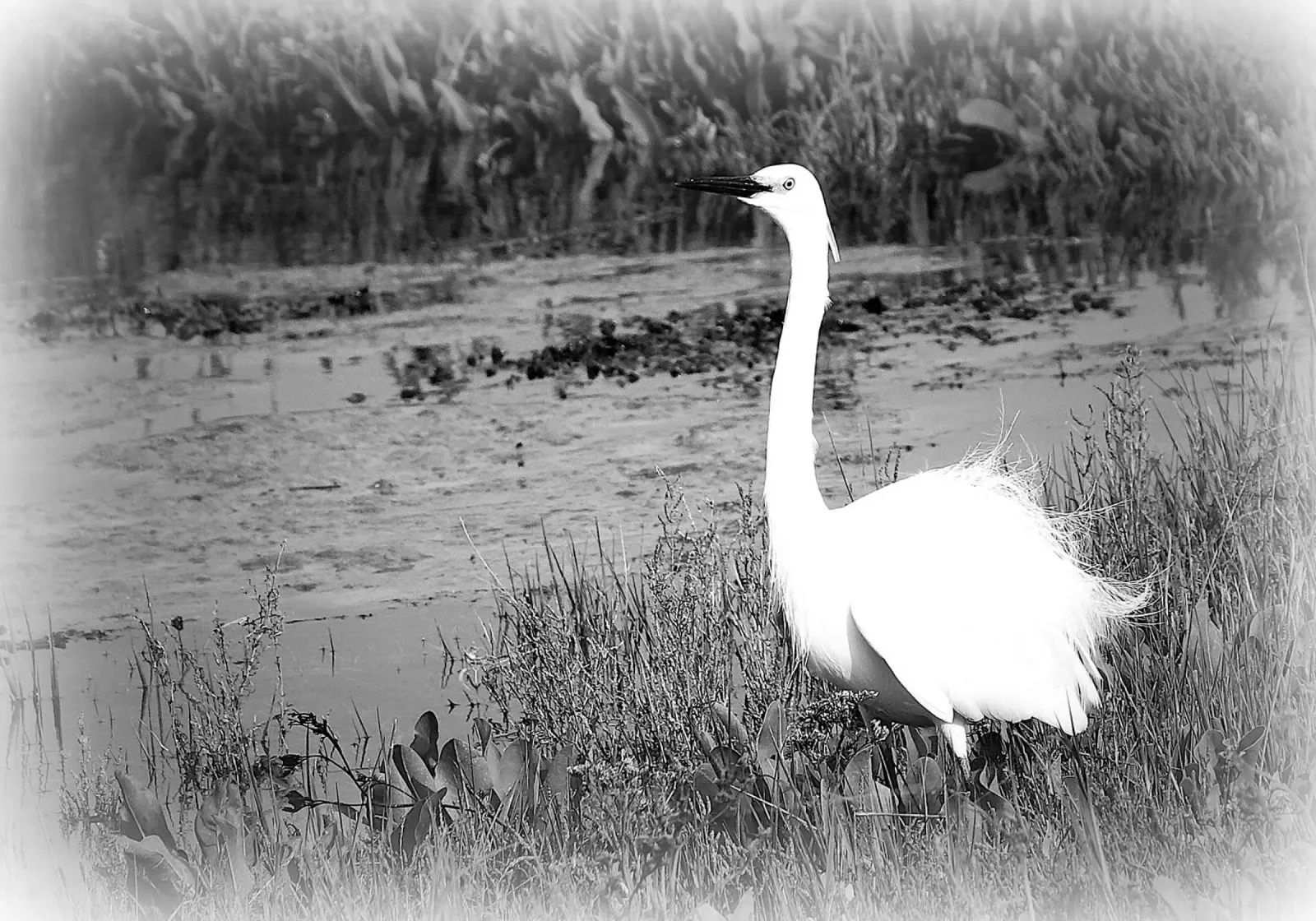 BW 71 pellicola backlit da Thierry vobmann photography