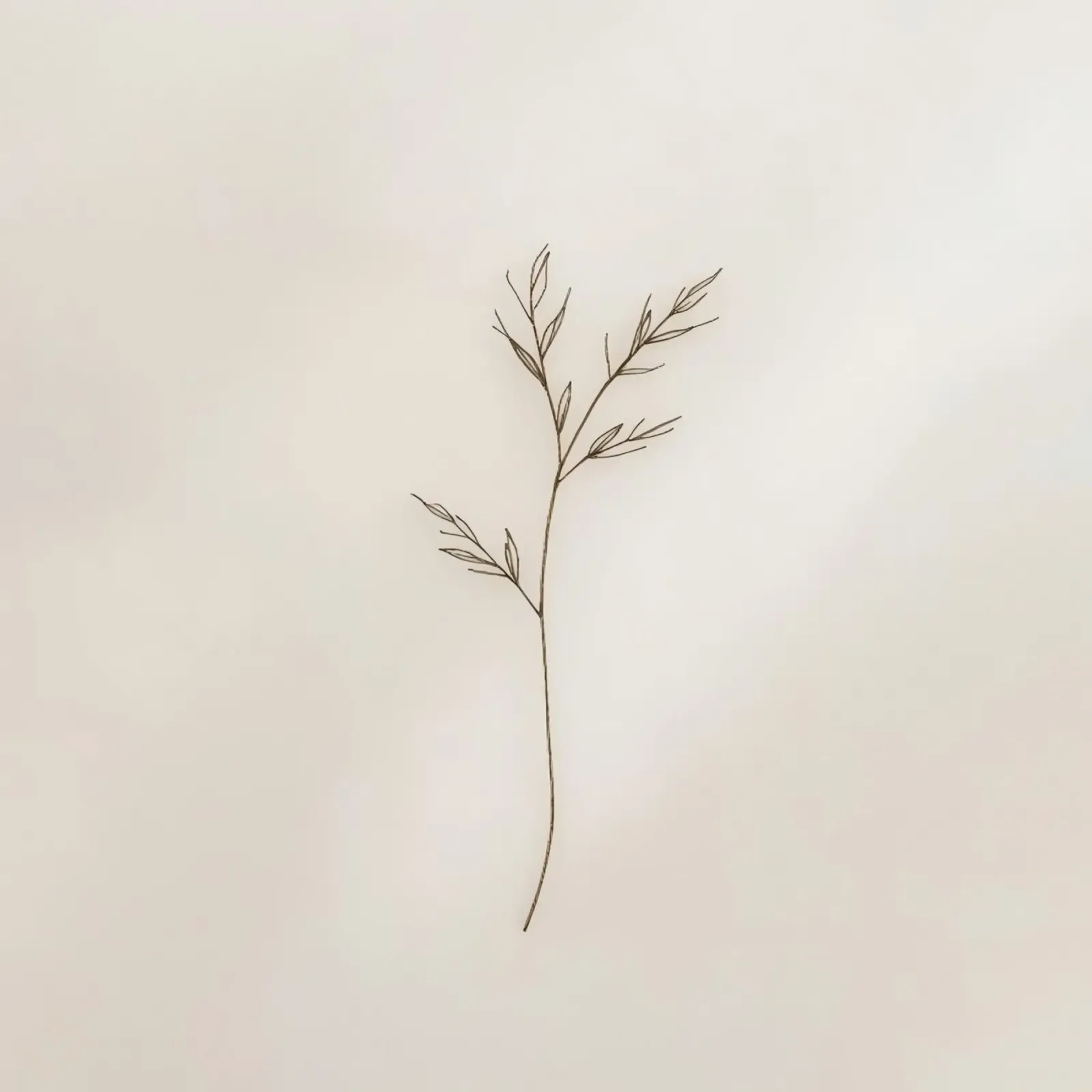minimalistic Simple plant sketch on off-white background canvas by DesignDoodle