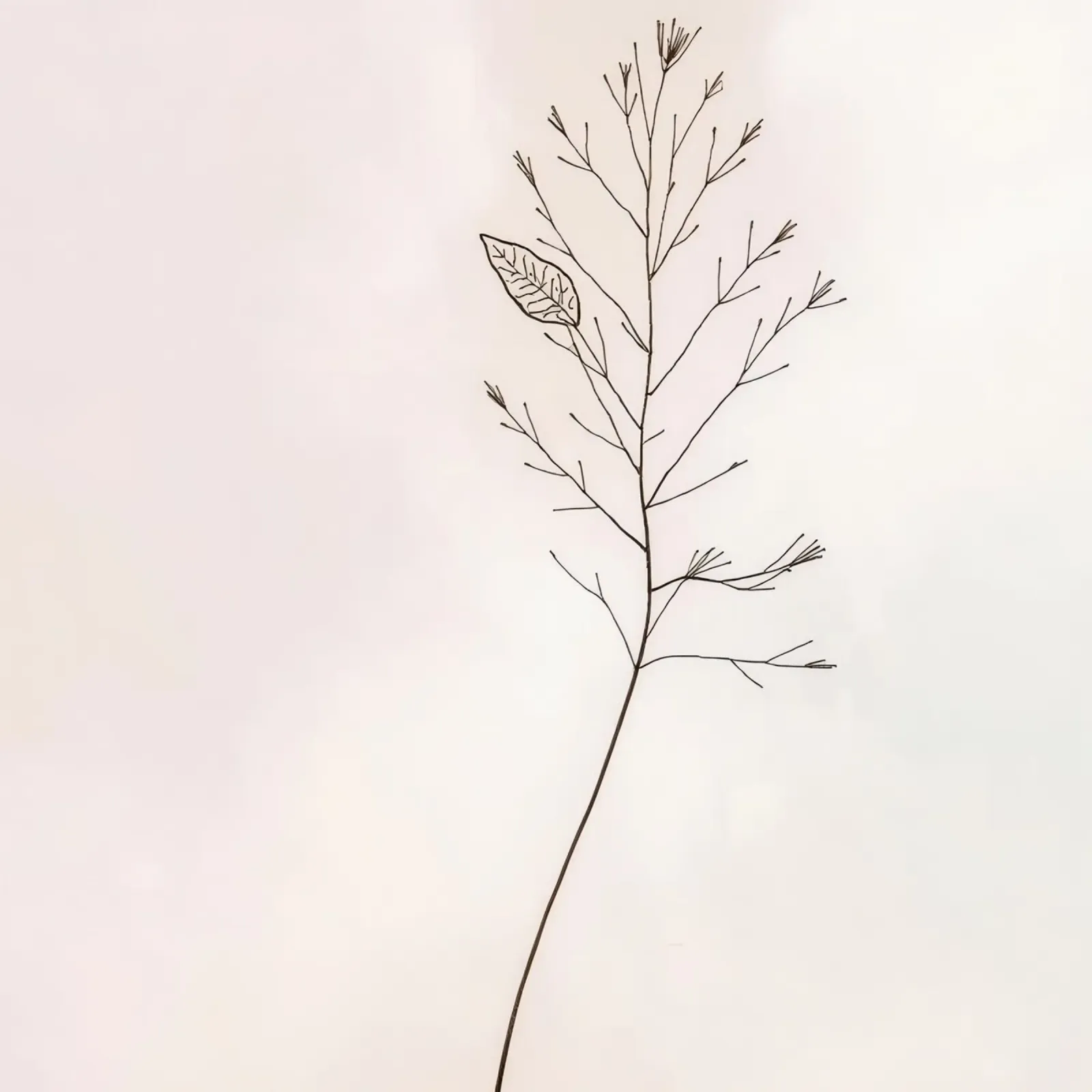 Singolo ramo botanico minimale, che mostra una foglia pellicola backlit da DesignDoodle