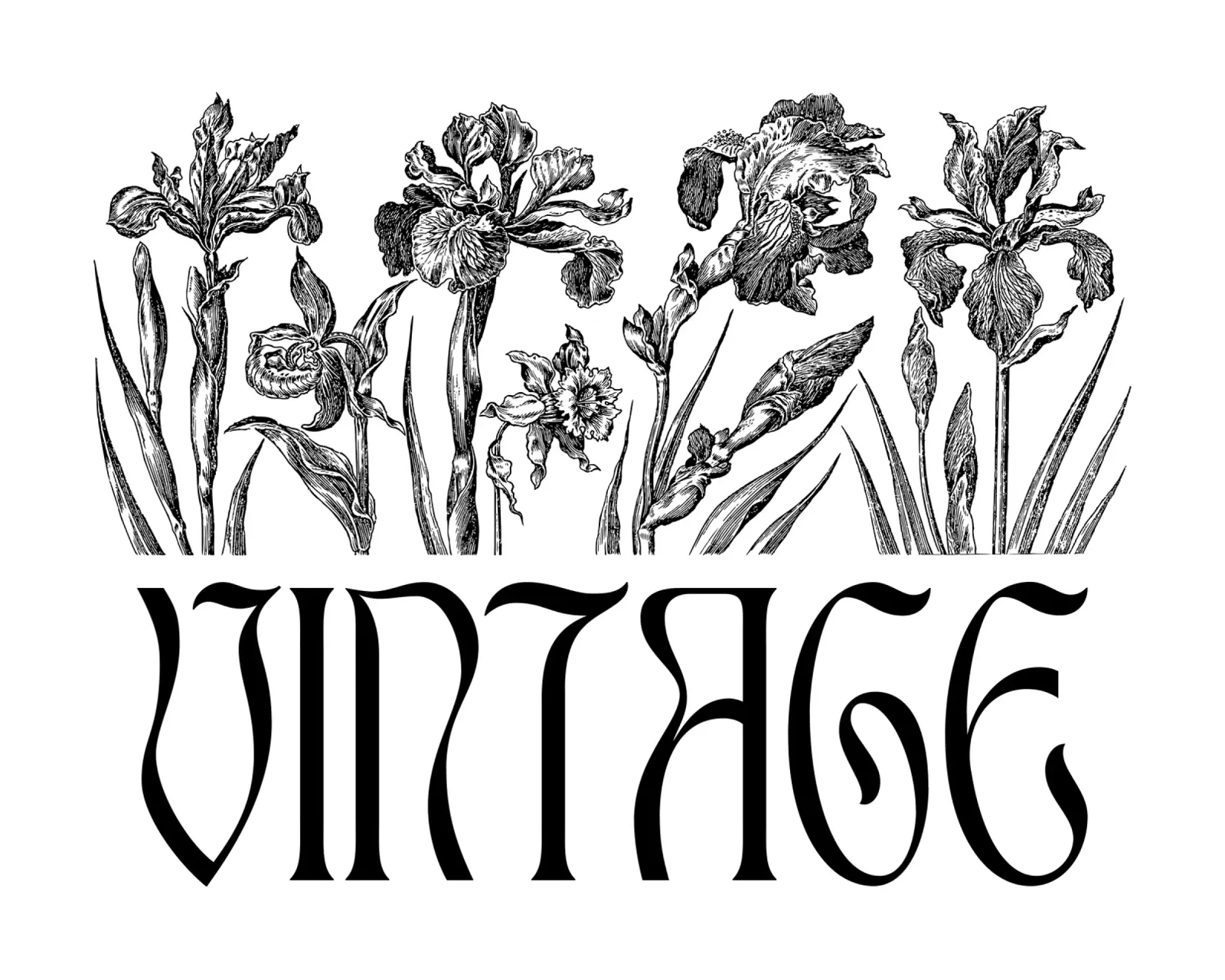 Iris in fiore e scritte vintage carta hahnemühle da morphinaeblue