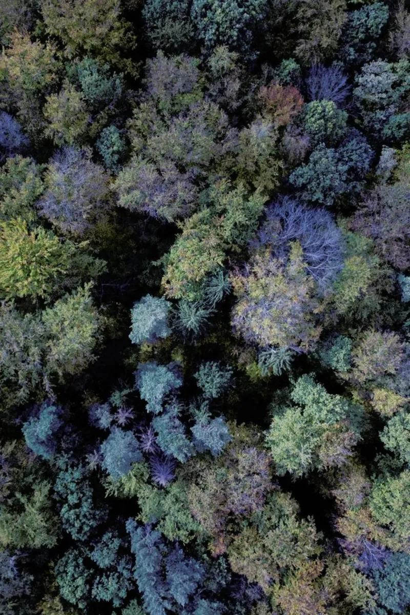 Autumn Forests from Above pellicola backlit da Studio Nahili