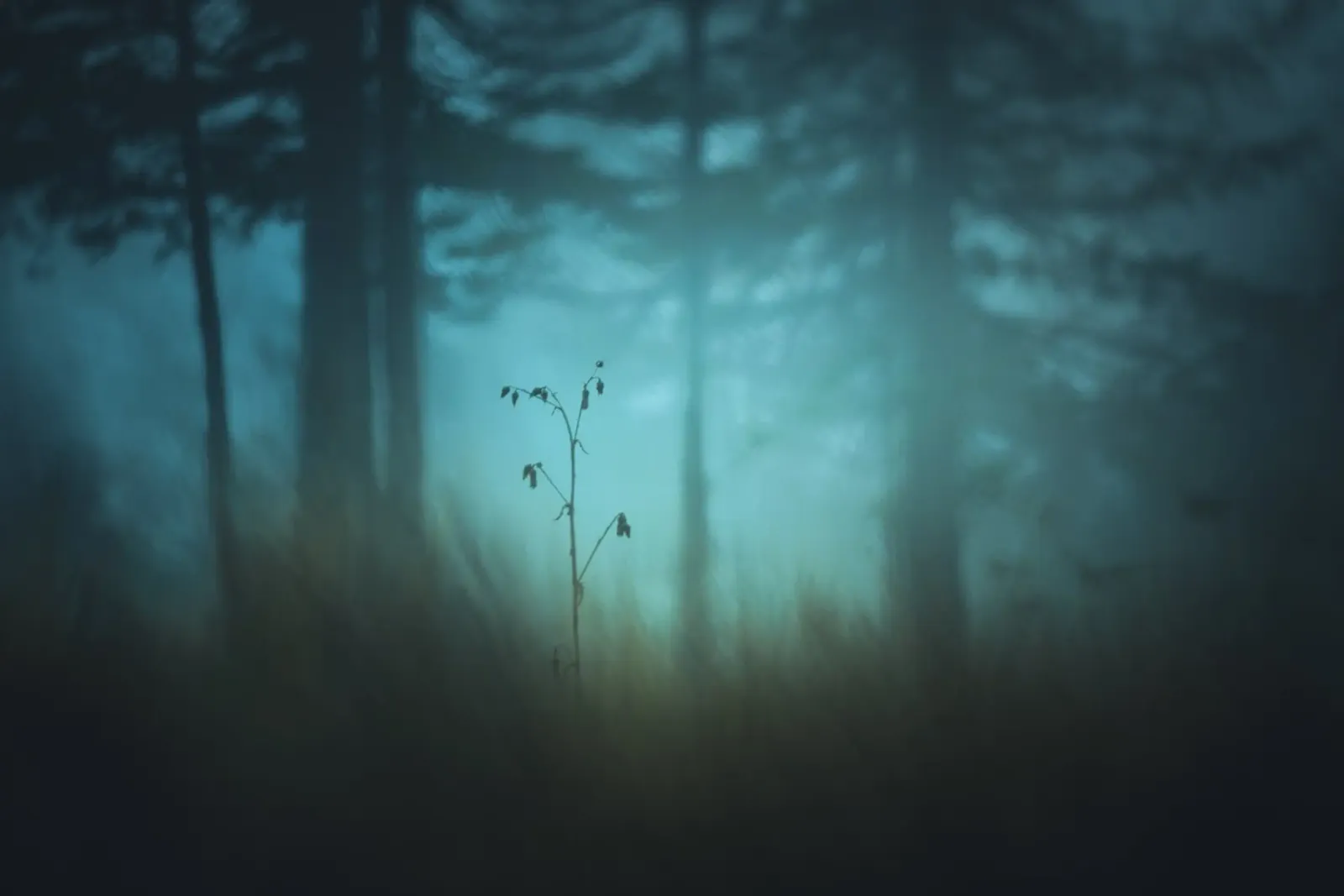 Twilight No. 1 pellicola backlit da OUTSIDE ONLY