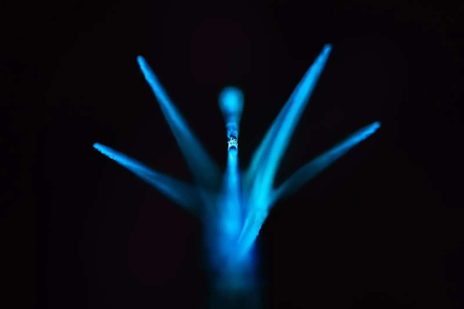Dragonfly No. 3 pellicola backlit da OUTSIDE ONLY