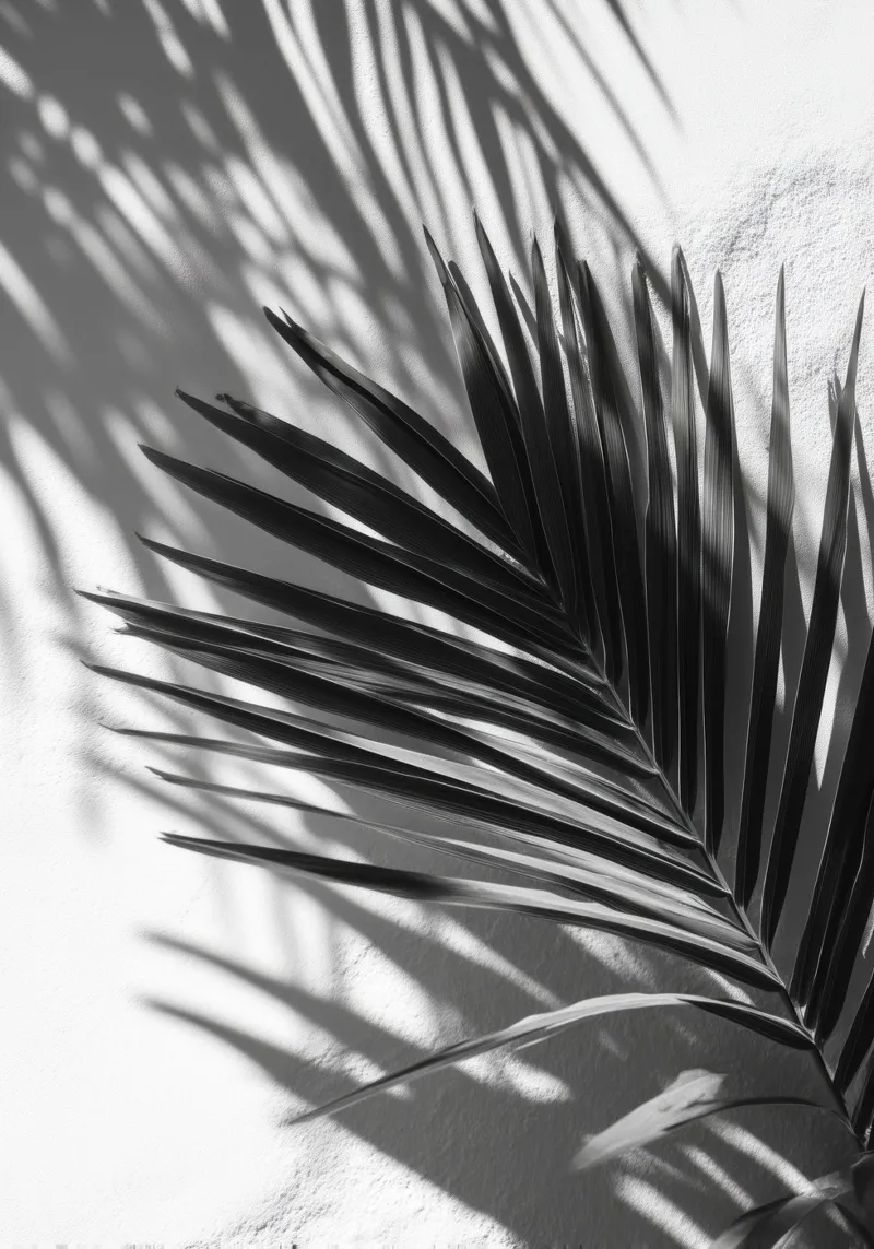 Soft Shadows – Monochrome Tropical Poster pellicola backlit da Vela Luna