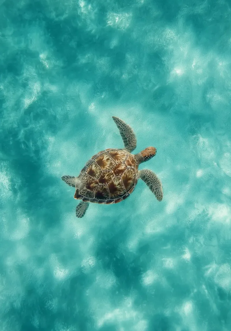 Ocean Wanderer – Minimal Sea Turtle Aerial Print plexiglass da Vela Luna