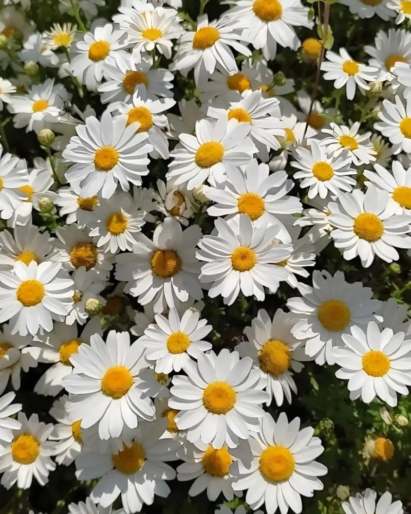 Daisy Flowers forex plate by luxi&lace