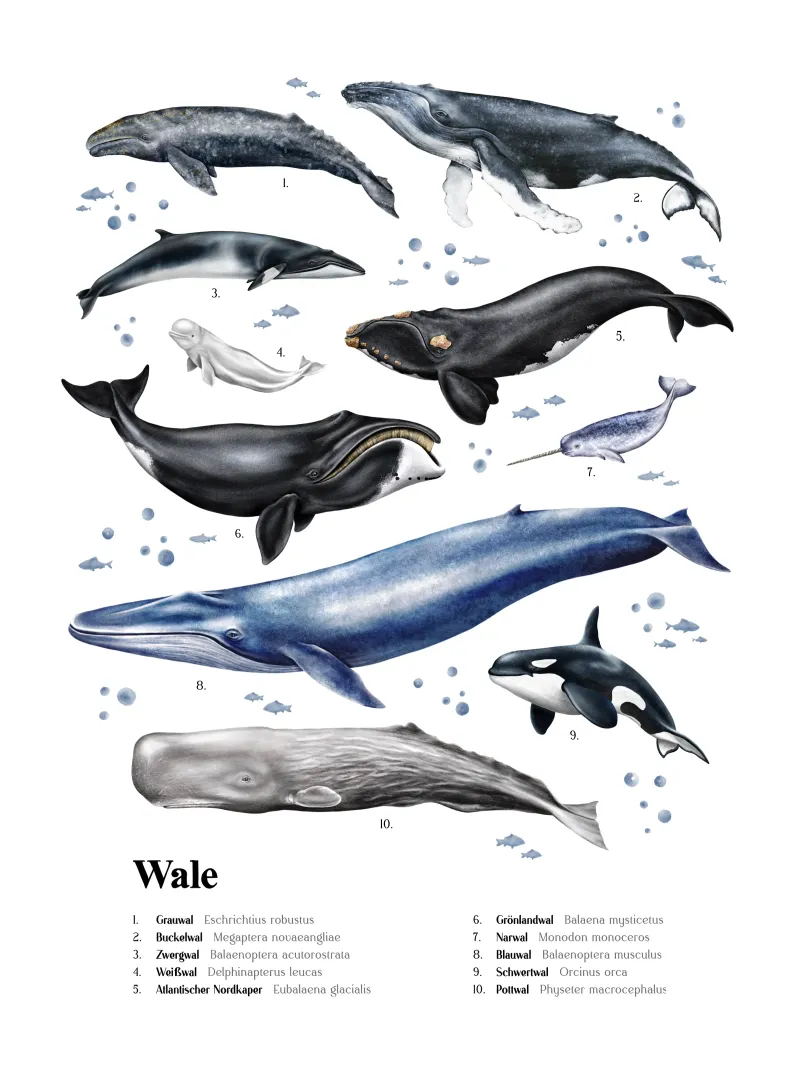 Wale & Delfine Nr.03 • Arten entdecken Lernbild Illustration pellicola backlit da Moonlit Illustrations