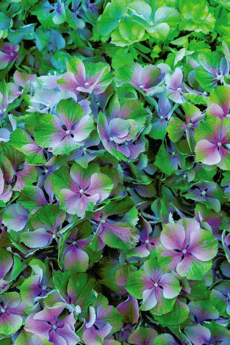 Hortensia pellicola backlit da Curious Collections by Marielle Leenders