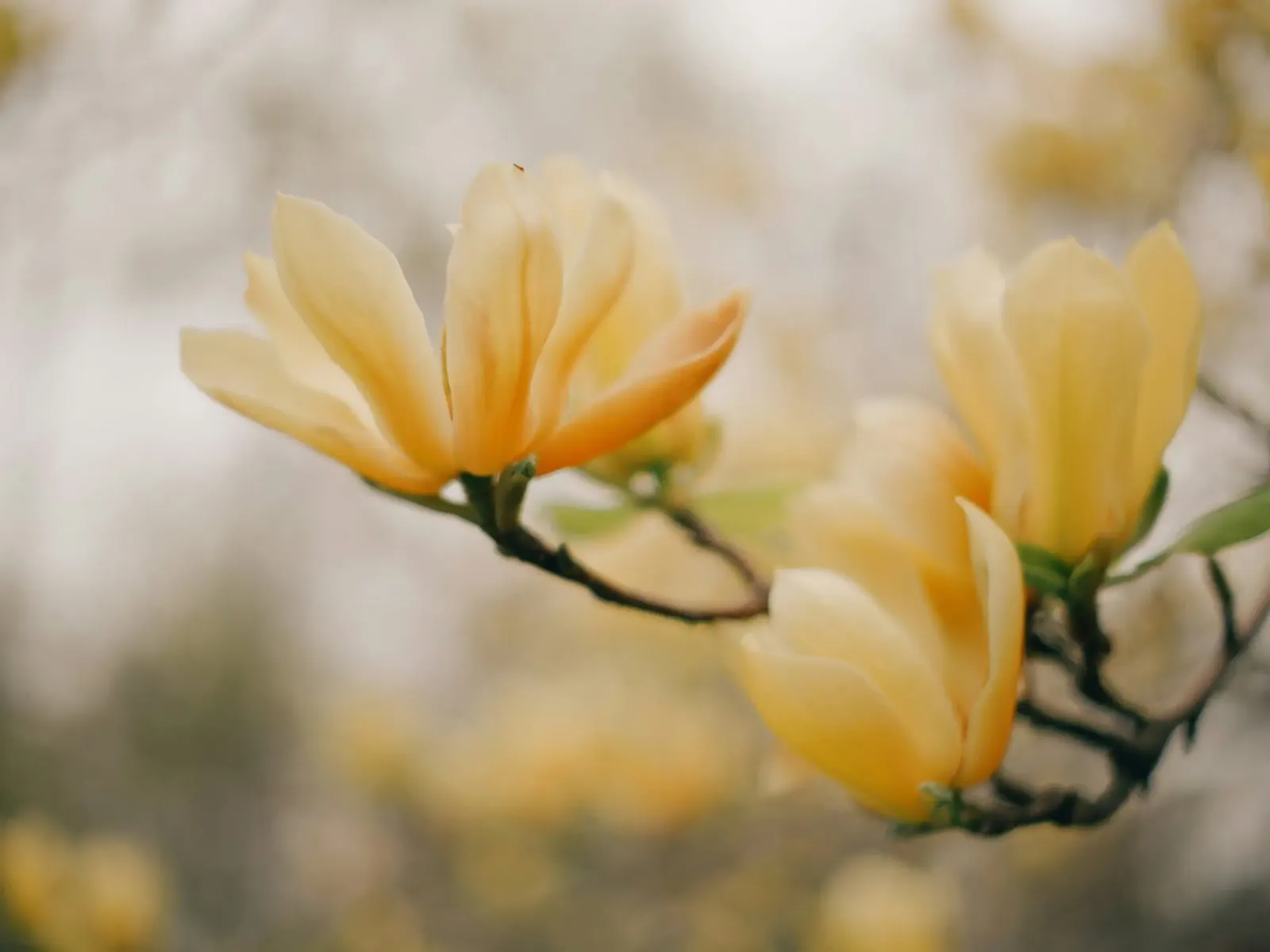 fiori gialli magnolia pellicola backlit da Earthly Visions