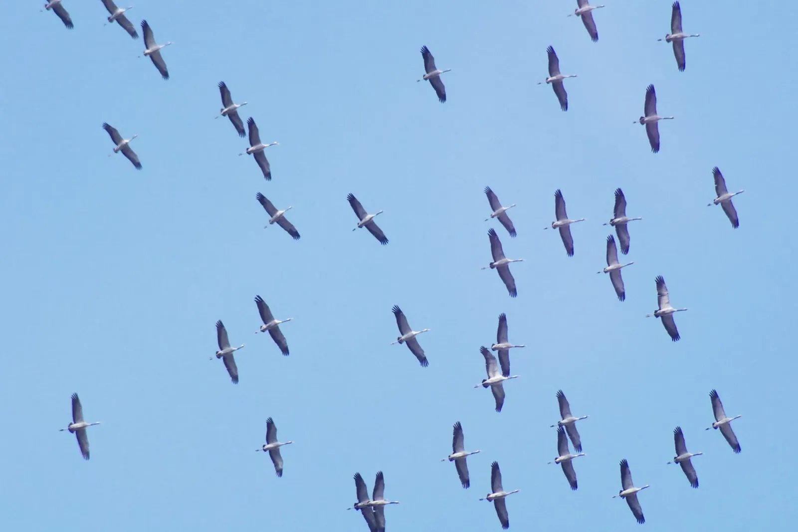 The Great Migration alluminio dibond da zenitt