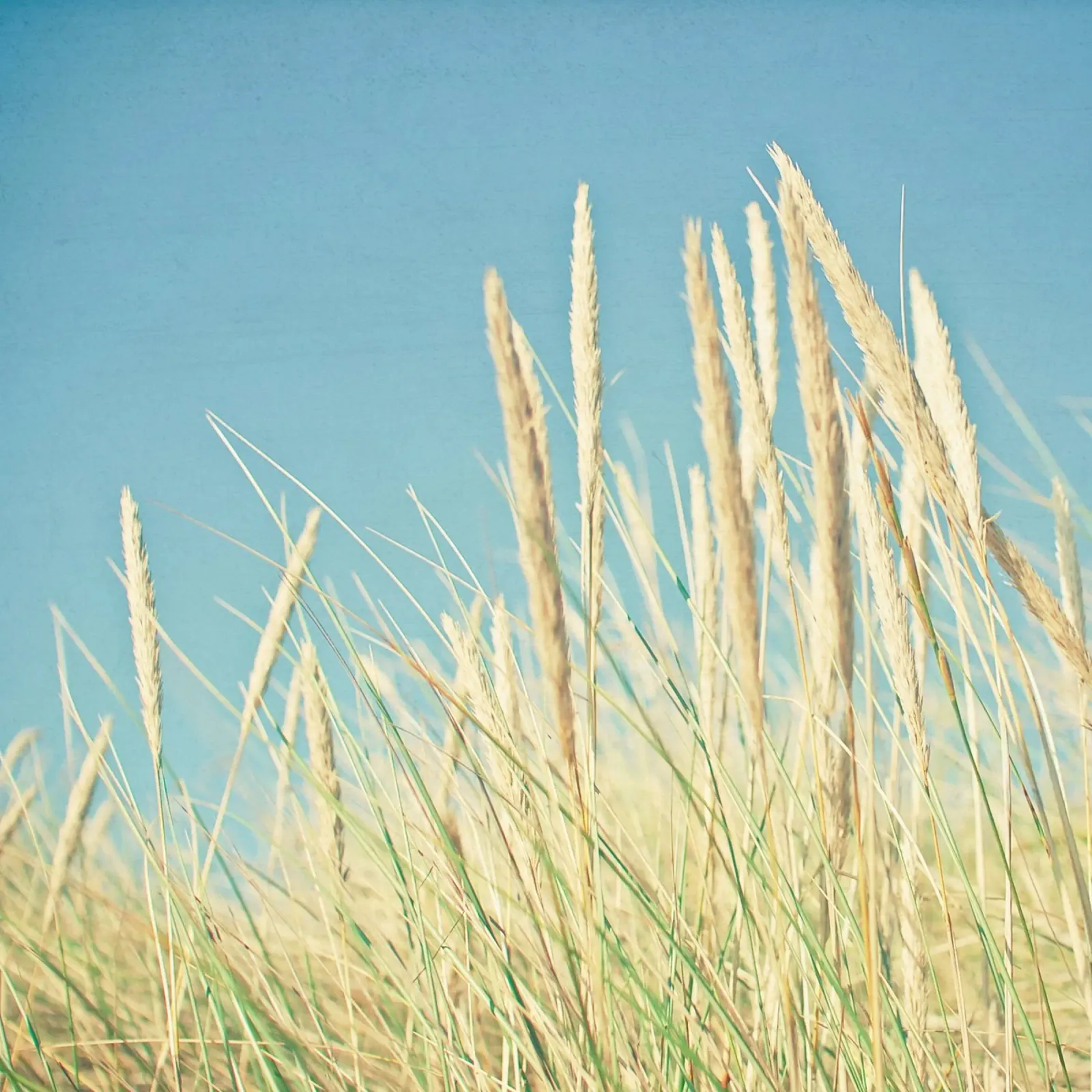 Erba di spiaggia pellicola backlit da Cassia Beck Photography