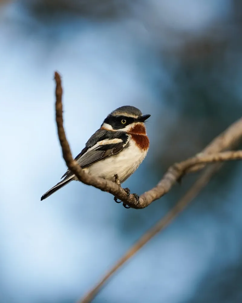 Chinspot Batis pellicola backlit da Tom's Wildlife