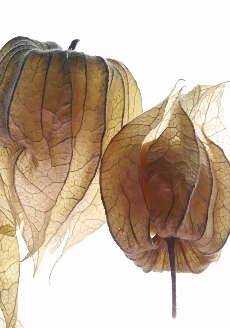 Physalis Gossip 4919 carta hahnemühle da DesignDoula Grafik